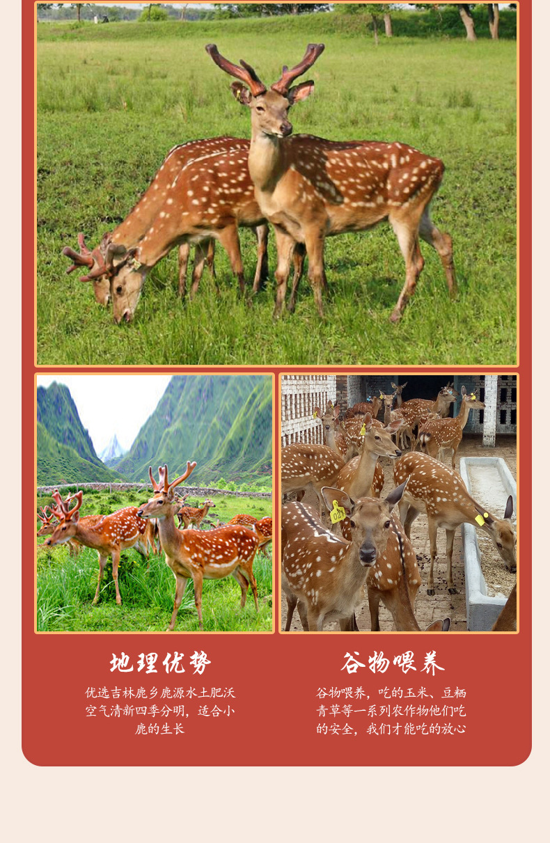 瑞宏鹿业--鲜鹿肉_03.jpg
